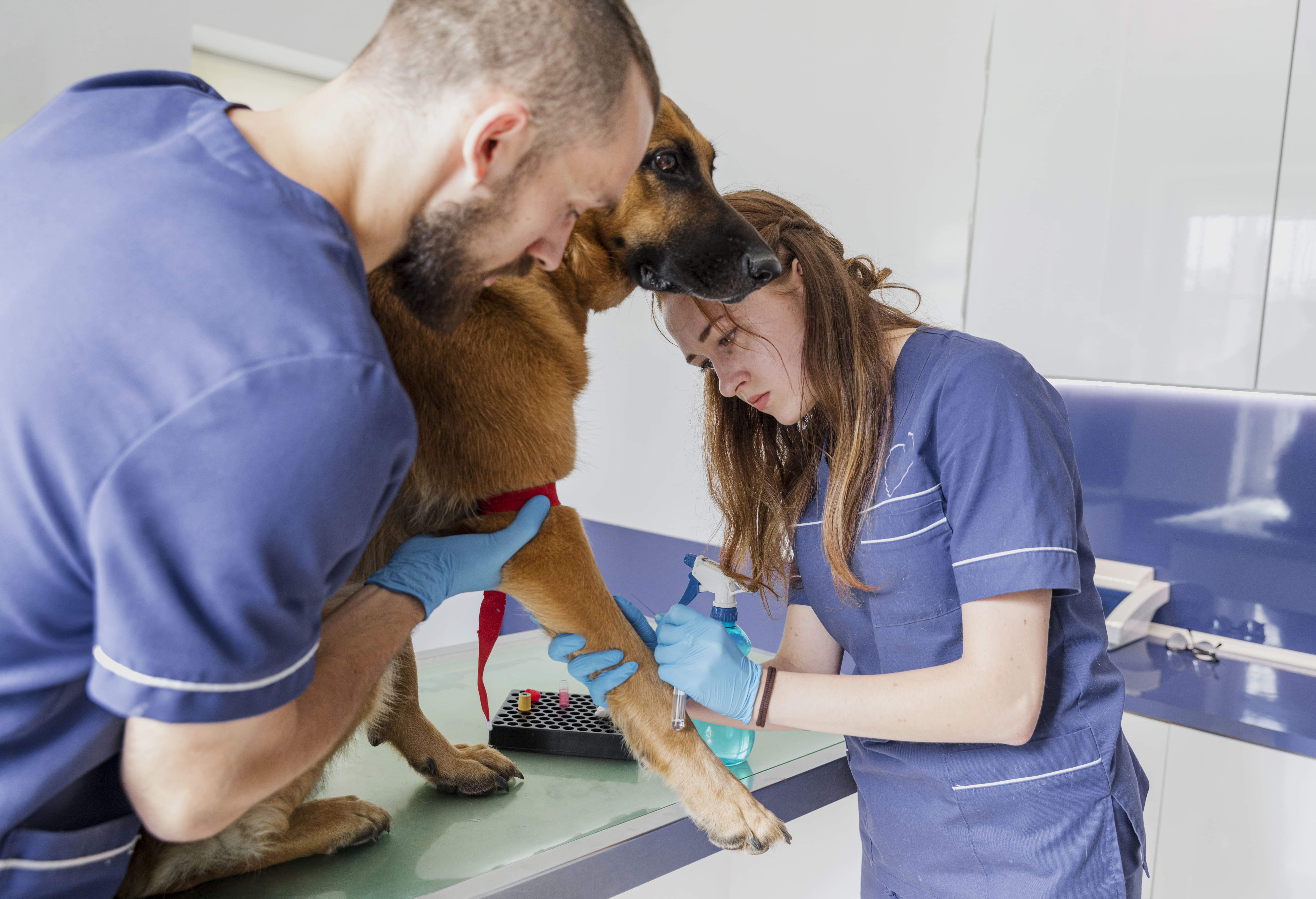 General Care & Vet Consultation